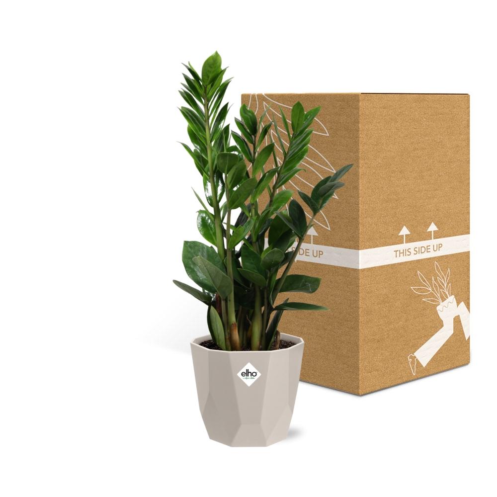 Zamioculcas – Hoogte 45-50 in ELHO b.for rock 14 cm warm grey