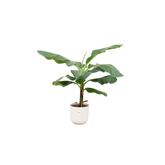 Bananenpflanze 100 cm im eleganten elho Jazz Topf