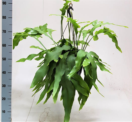 Epiphyllum Oxypetalum - Ø25cm - ↕70cm