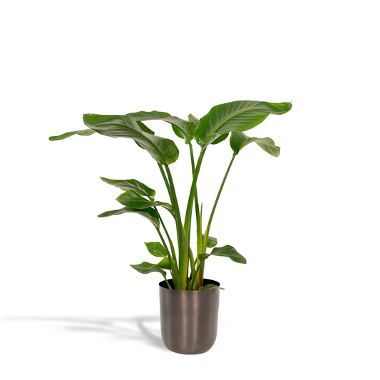 Strelitzia Nicolai - Ø19cm - ↕90cm + Topf Mayk Lead