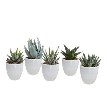 Gasterie & Haworthie Mix – Pflegeleichter Sukkulenten Set 5,5 cm