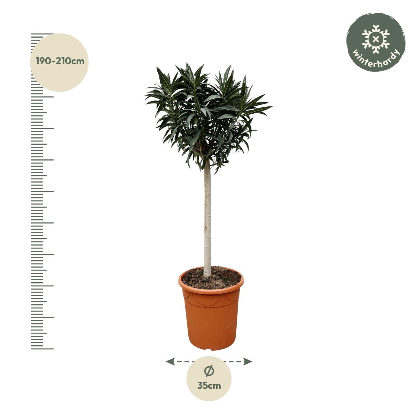 Oleander am Stamm 200 cm – Weiße Blütenpracht für Balkon & Terrasse