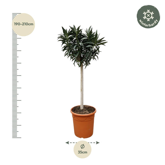 Oleander am Stamm 200 cm – Weiße Blütenpracht für Balkon & Terrasse