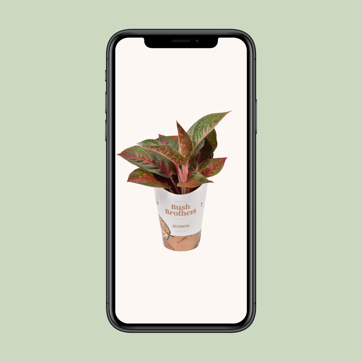 Aglaonema Dark Star - Ø12cm - ↕35cm