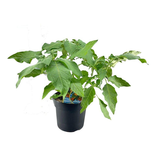 Brugmansia Struik Oranje 23 Cm - Ø23cm - ↕60cm