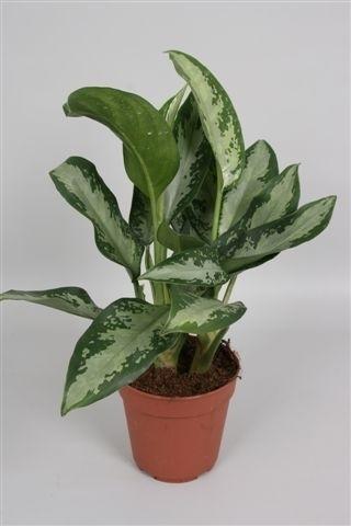 Aglaonema Jubilee Compacta - Ø12cm - ↕35cm