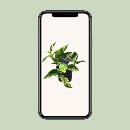 Scindapsus (Epipremnum) Marble Queen - Ø12cm - ↕25cm