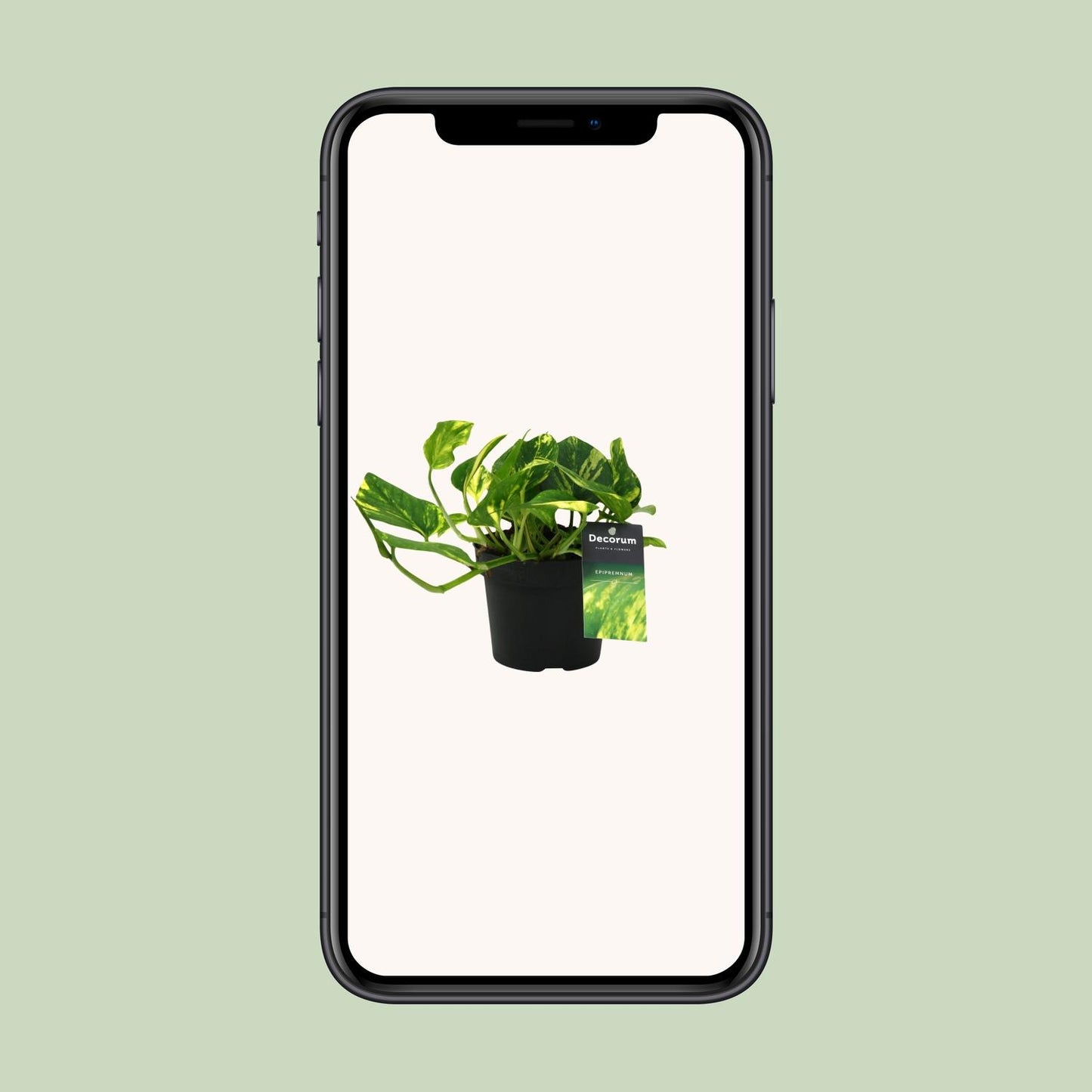 Scindapsus (Epipremnum) N'joy Gold - Ø12cm - ↕25cm