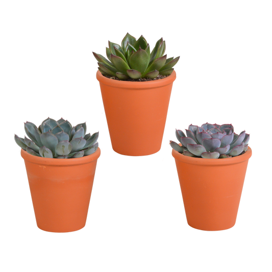 Echeverie Mix 3er Set im Terrakottatopf 8,5 cm