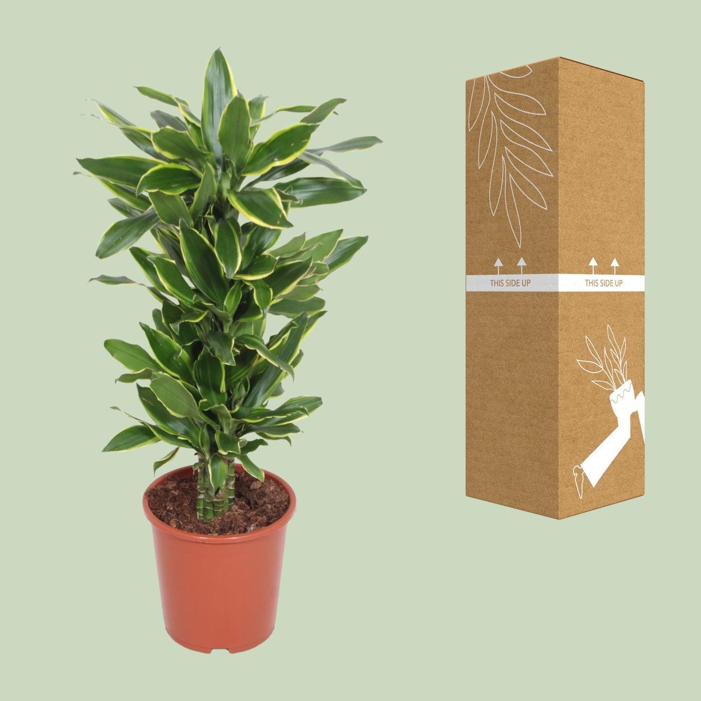 Dracaena Golden Coast - Ø27cm - ↕110cm