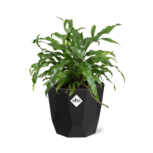 Microsorum Diversifolium in 14cm b.for rock living black