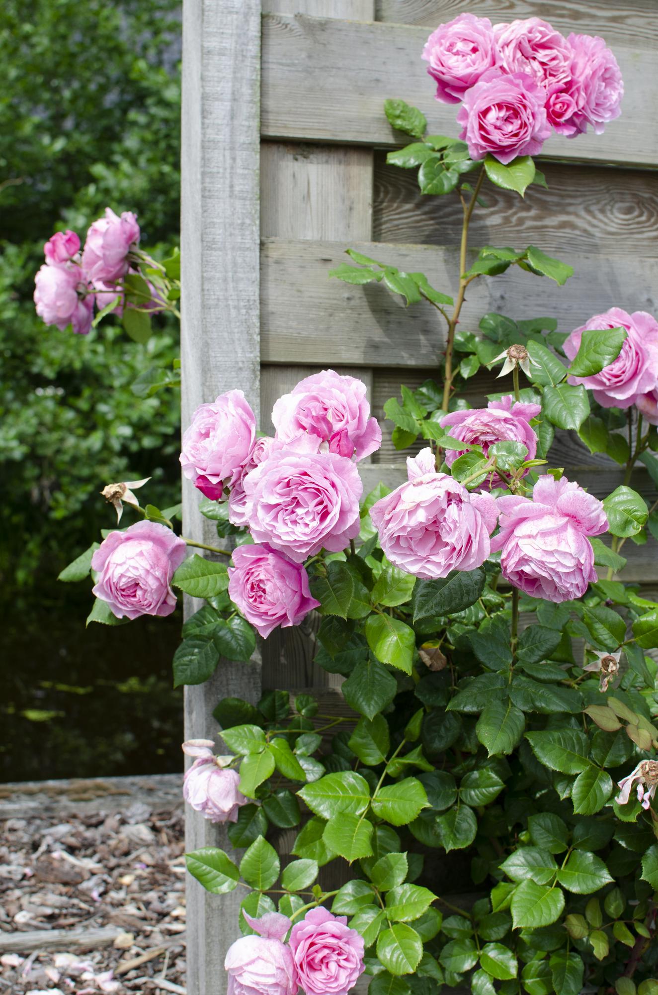 Rosa Crazy in love 'Pink' - Rosa Rose - Ø15cm - ↕65cm