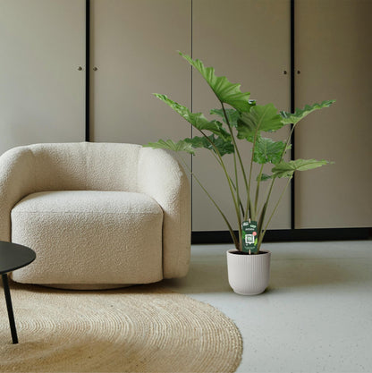 Elefantenohr 'Portodora' – 140 cm exotische Zimmerpflanze