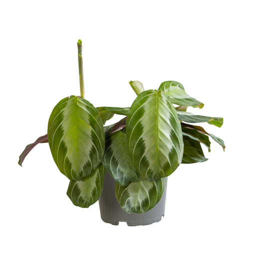 Maranta Silver Band - Ø12cm - ↕30cm