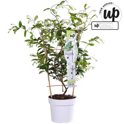 Trachelospermum 'Star of Venice' - Toskanischer Jasmin WeiÃŸ - Ø15cm - ↕65cm