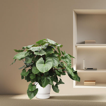 Homalomena Maggy – 170 cm Tropische Zimmerpflanze
