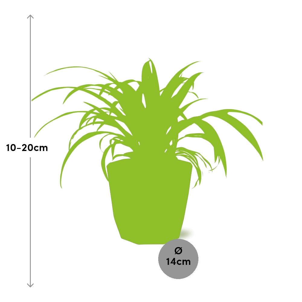 Chlorophytum Comosum Variegatum in 14cm b.for rock living black