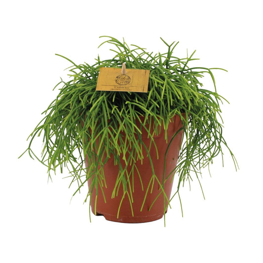 Rhipsalis Cashero - Ø15cm - ↕25cm