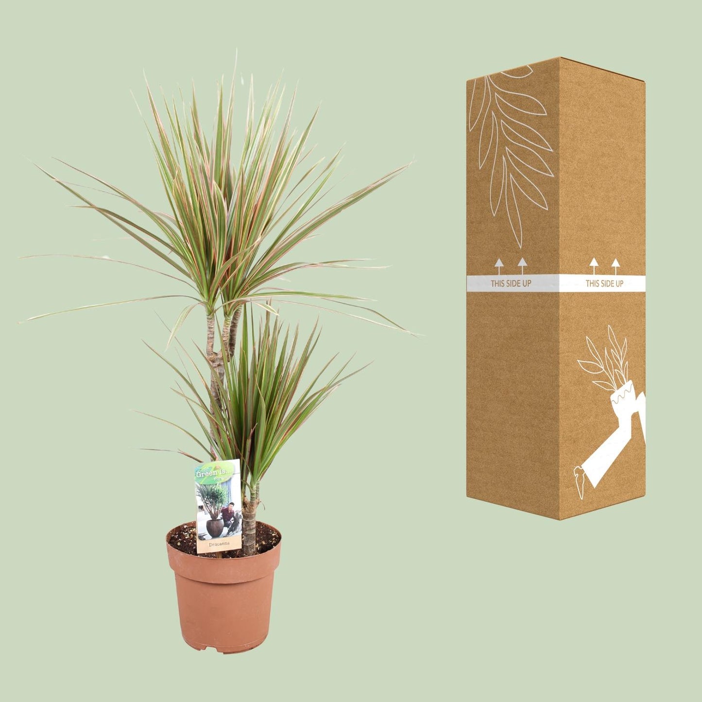 Dracaena Bicolor - Ø17cm - ↕80cm