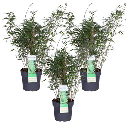 3x - Fargesia rufa - ↨80cm - Ø23