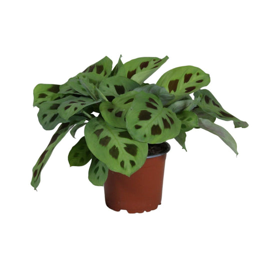 PROMO - Maranta Leuconeura Kerchoveana - Ø12cm - ↕30cm