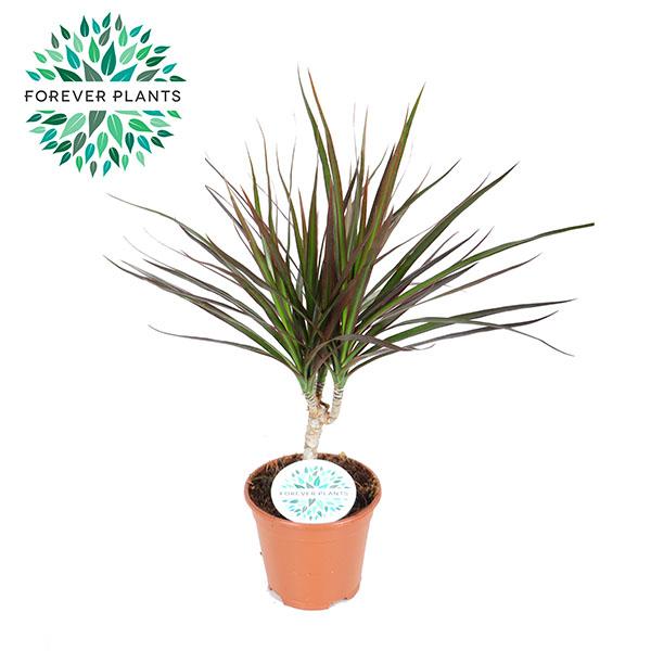 Dracaena Magenta - Ø14cm - ↕55cm