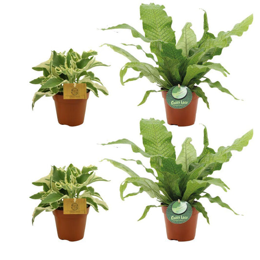 2x Kalanchoe Laciniata + 2x Microsorum Crocodyllus - 4 stuks - Ø12cm - ↕30cm