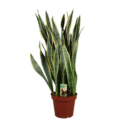 Sansevieria Laurentii P26 - Extra Dik - Ø27cm - ↕100cm