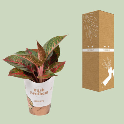 Aglaonema Dark Star - Ø12cm - ↕35cm