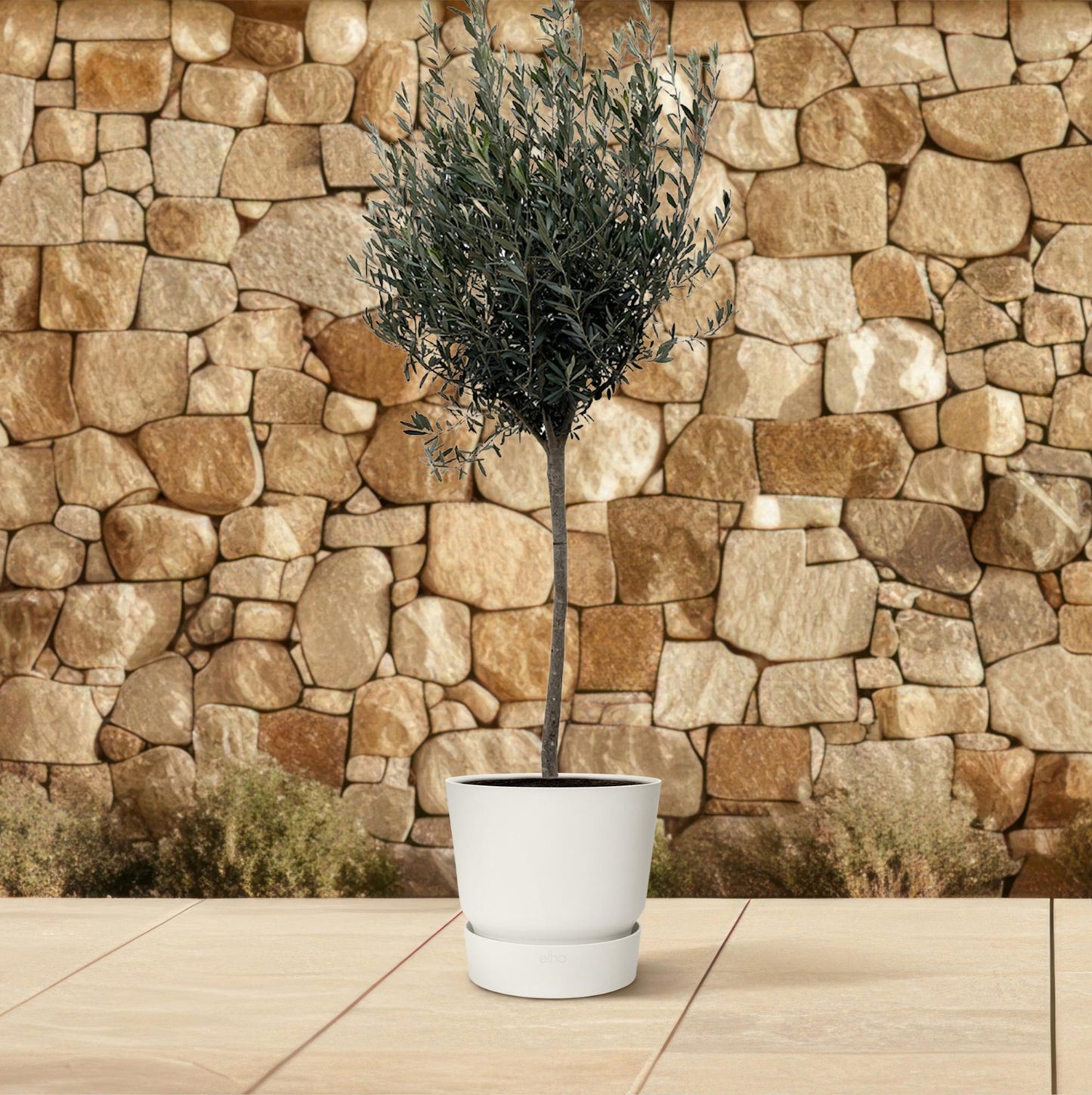 Olivenbaum auf Stamm – 160 cm Mediterranes Flair