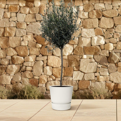 Olivenbaum auf Stamm – 160 cm Mediterranes Flair