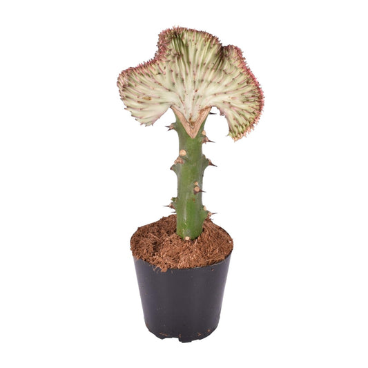 Korallenkaktus 'Cristata Rood' – Exotische, pflegeleichte Sukkulente 30 cm