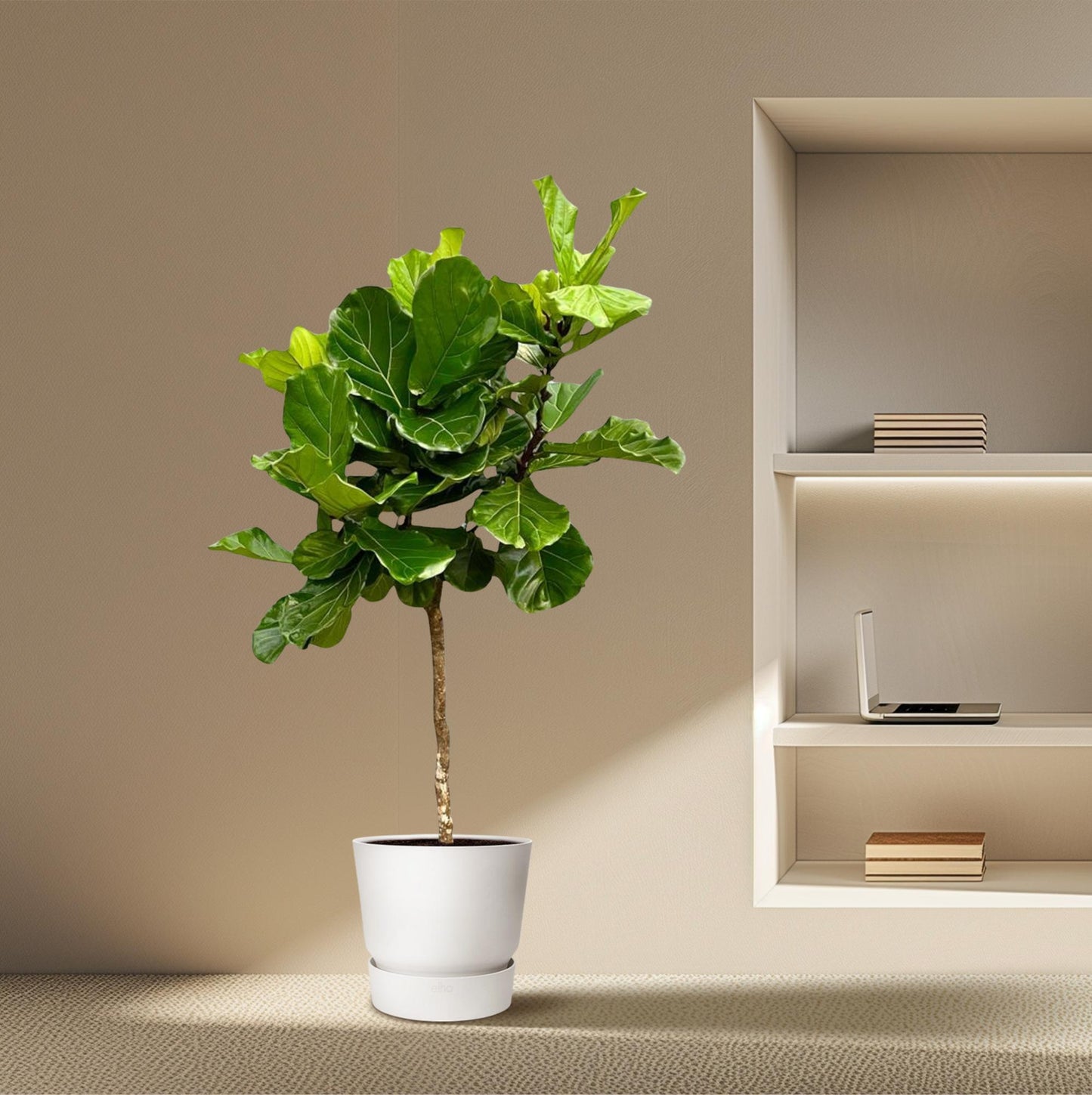 Geigenfeige XXL – 200 cm – Ficus Lyrata Zimmerpflanze