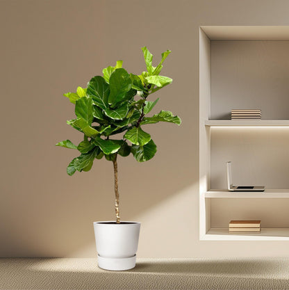 Geigenfeige XXL – 200 cm – Ficus Lyrata Zimmerpflanze