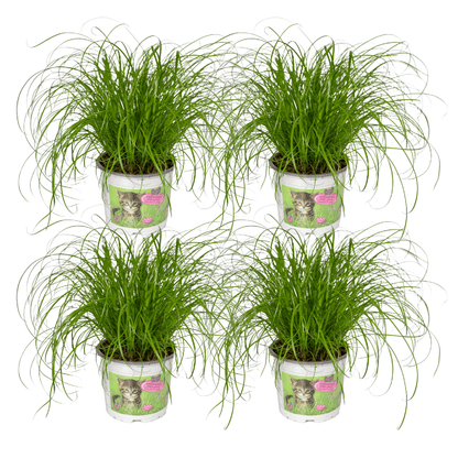 Cyperus Alternifolius (Katzengras) - 4 Stücke - Ø12cm - ↕20cm
