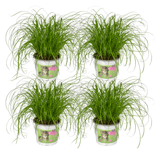 Cyperus Alternifolius (Katzengras) - 4 Stücke - Ø12cm - ↕20cm