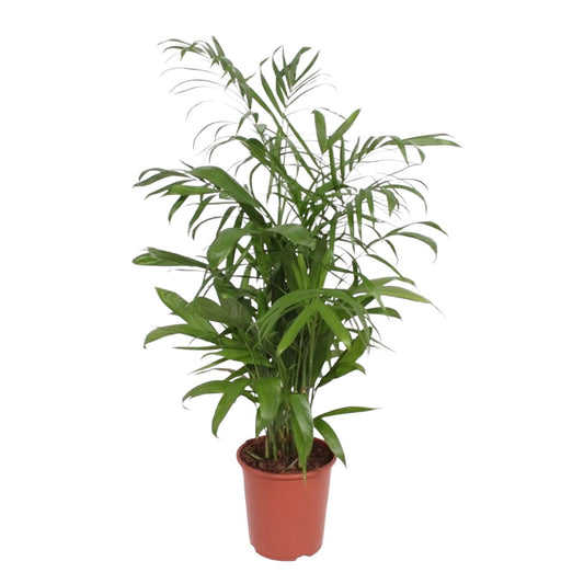 Bambuspalme Seifrizii – 140 cm tropisches Flair