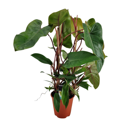 Philodendron Red Twins - Ø19cm - ↕75cm