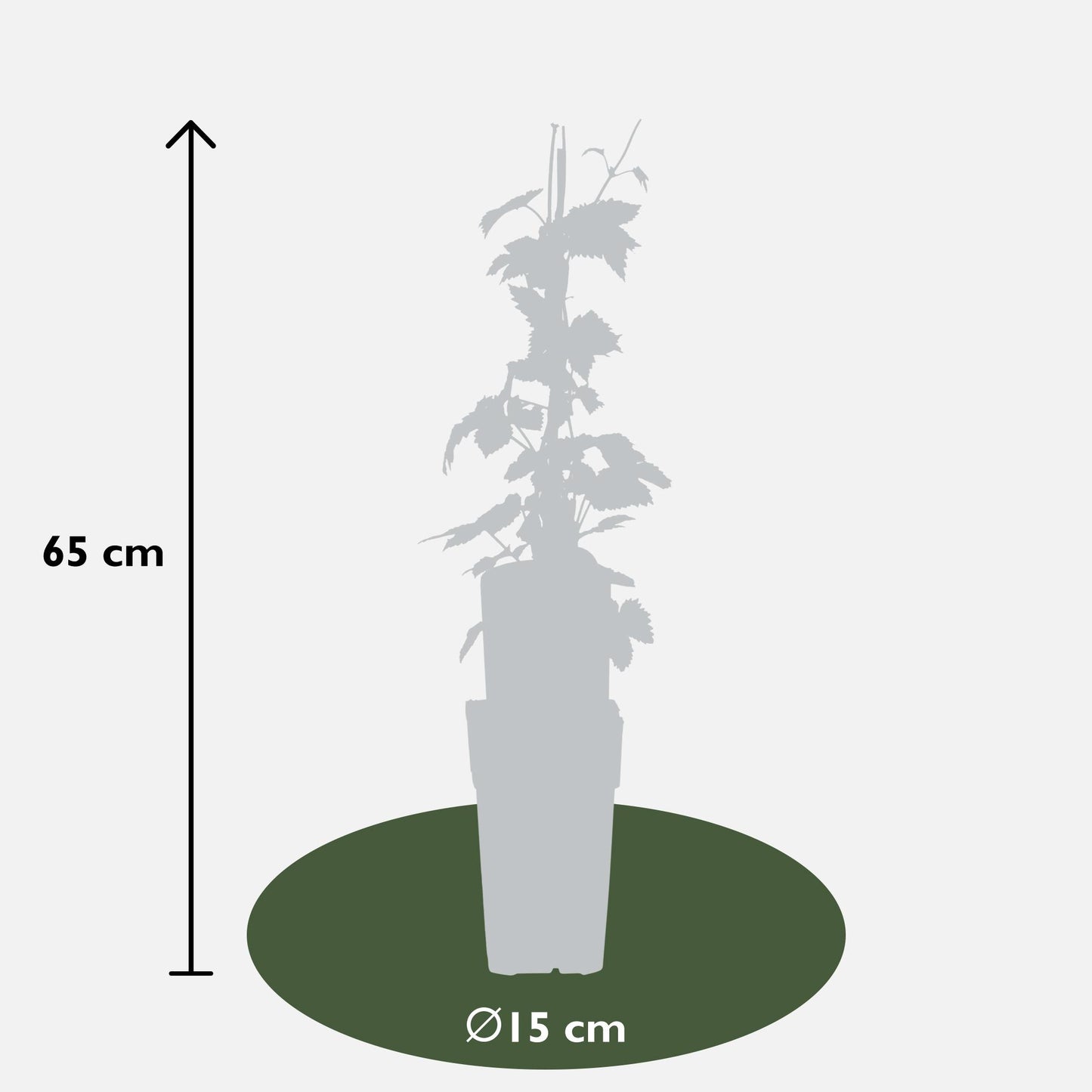 3x - Humulus lupulus 'Nordbrau' - ↨65cm - Ø15