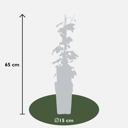 3x - Humulus lupulus 'Nordbrau' - ↨65cm - Ø15