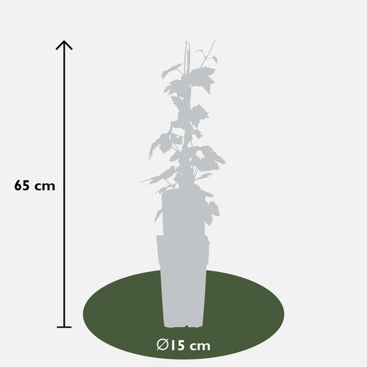 3x - Humulus lupulus 'Nordbrau' - ↨65cm - Ø15
