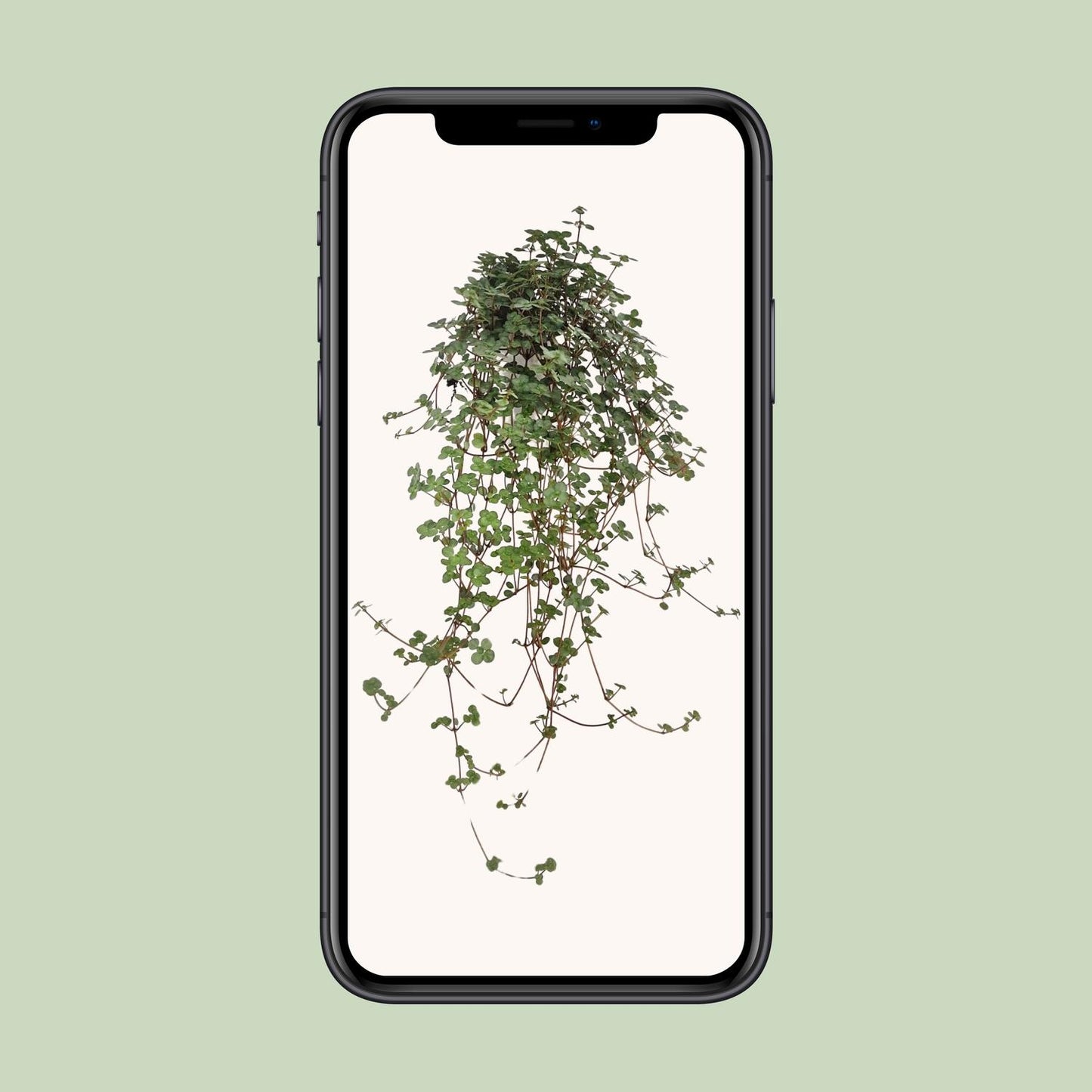 Pilea Glaucophylla - Ø11cm - ↕20cm