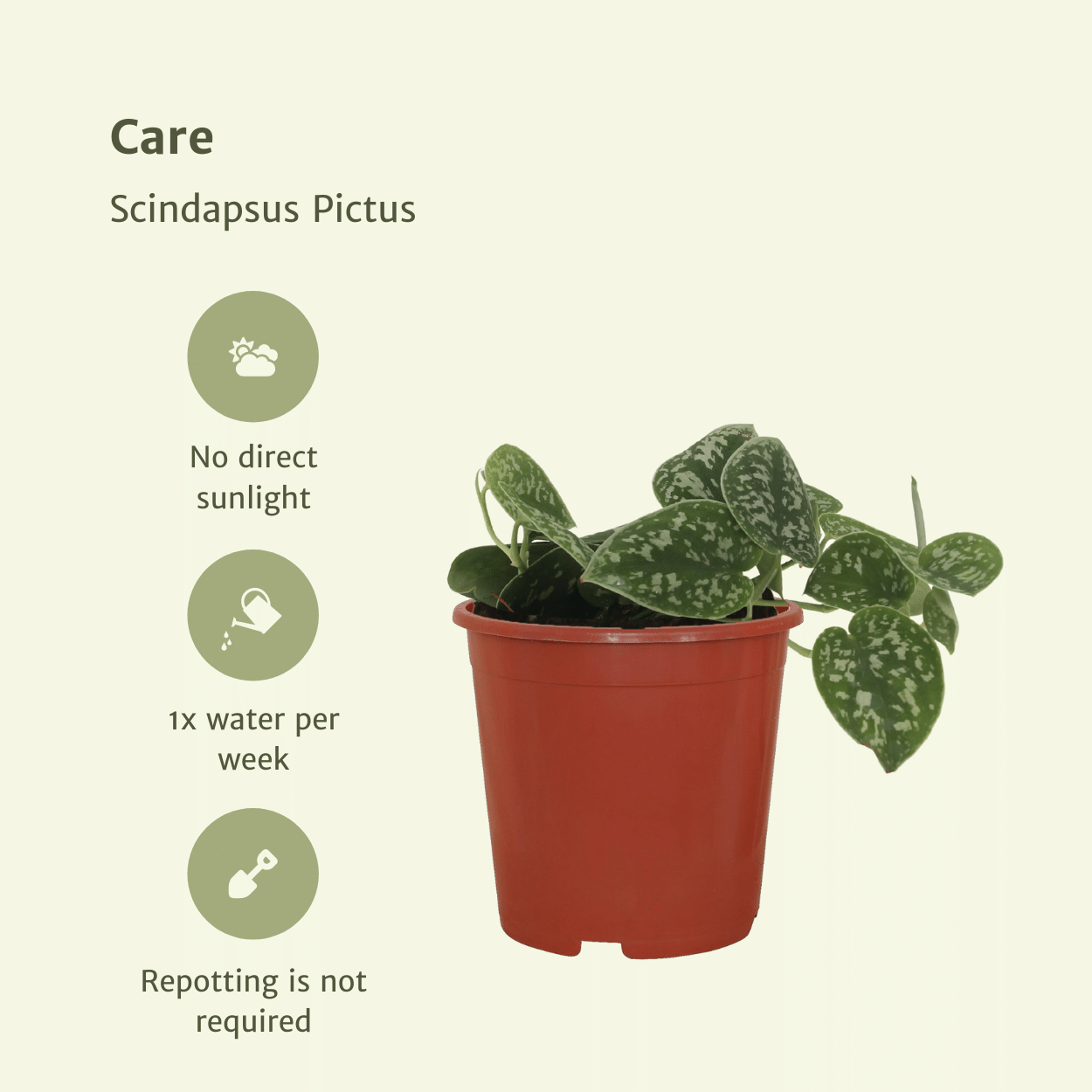 4x Scindapsus Pictus - Epipremnum - 5cm - ø12