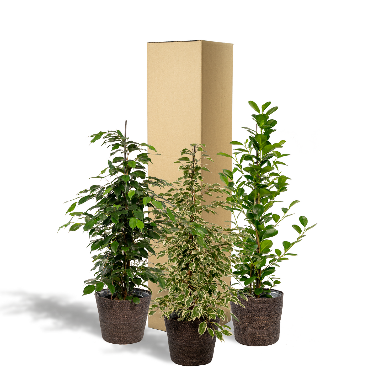 Ficus Benjamina Danielle - Ø21cm - ↕95cm + Ficus Benjamina Twilight - Ø21cm - ↕95cm + Ficus Microcarpa Moclame - Ø21cm - ↕95cm + Korb Igmar
