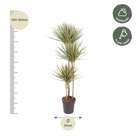 Drachenbaum Bicolor 150 cm – Stilvolle und pflegeleichte Zimmerpflanze