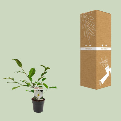 Michelia Fairy Magnolia Cream - Ø13cm - ↕25cm