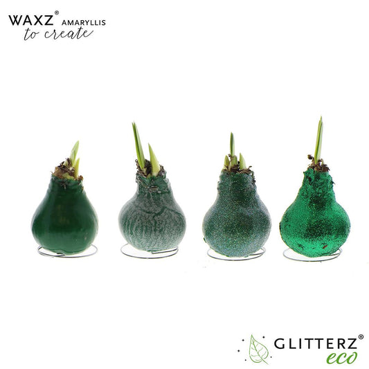 Amaryllis Waxz To Create Dark Green - 4 Stücke - Ø7 cm - ↕15 cm