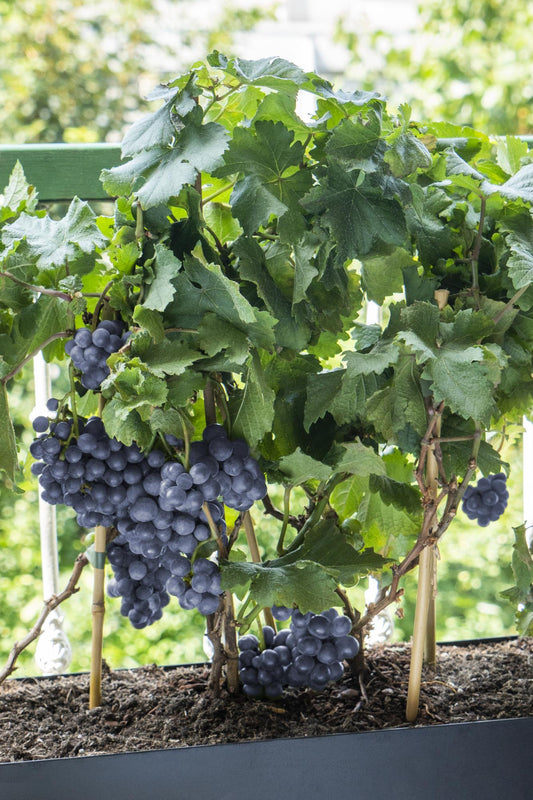 3x - Vitis Pixie mix - ↨30cm - Ø14