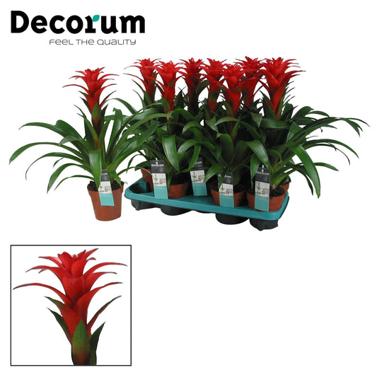 Guzmania Calypso (Decorum) - Ø13cm - ↕50cm