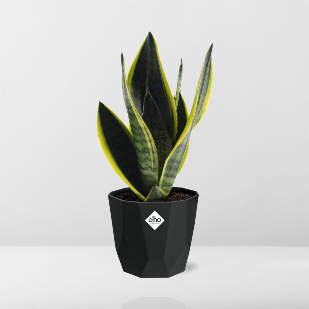 Sansevieria Futura Superba in 14cm b.for rock living black